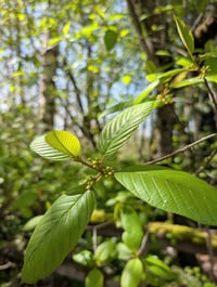Image 3 of Cascara  (Rhamnus purshiana)