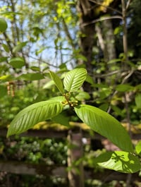 Image 5 of Cascara  (Rhamnus purshiana)