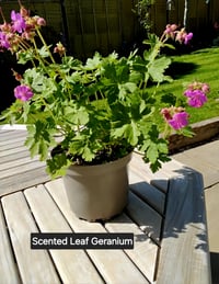 Scented Leaf Geranium (Pink)