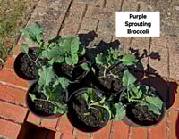Purple Sprouting Broccoli