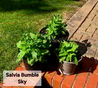 Salvia Bumble Sky (Medium)