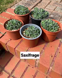 Saxifrage