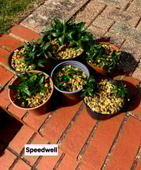 Speedwell