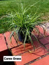 Carex Grass
