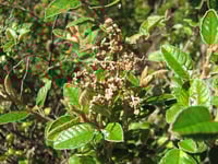 Image 1 of Pomaderris paniculosa subsp. paralia – Coast Pomaderris