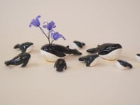 Image 3 of Whales! - choose one