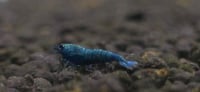 Image 4 of  Extreme Blue Bolt Caridina