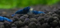 Image 3 of  Extreme Blue Bolt Caridina