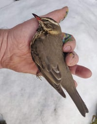 Image 5 of Dead Redwing