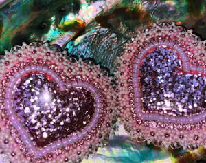 Image of April Showrz May Flowrs 