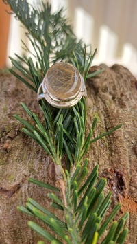 Image 5 of Rays of the Sun