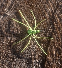 3 Pack Foam Spider 
