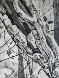 Image 1 of [Sketchbook] Peeling Bark 