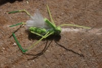 3 pack Hoppers 