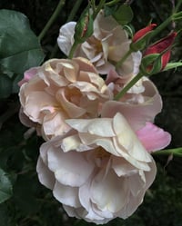 Image 5 of Taurus Perfume (Rose, Benzoin, Magnolia, Vanilla)