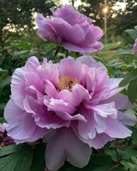 Image 4 of Taurus Perfume (Rose, Benzoin, Magnolia, Vanilla)