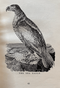 Image 3 of Wood Engravings by Thomas Bewick