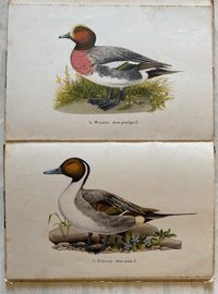 Image 4 of A book of Ducks A King Penguin Book