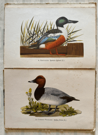 Image 5 of A book of Ducks A King Penguin Book