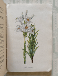 Image 2 of A book of Lilies A Vintage king Penguin Book