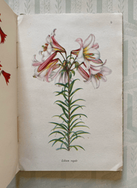 Image 3 of A book of Lilies A Vintage king Penguin Book