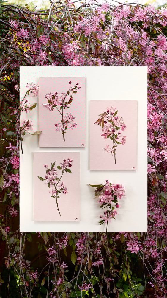 Image of Malus Blossom II