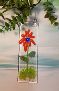 Image 1 of Mexican Sunflower
