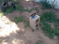 Image 3 of Quail adjustible 