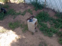 Image 3 of Crow adjustible 