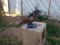 Image 4 of Crow adjustible 