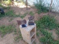 Image 4 of Diabolo pellet adjustible 