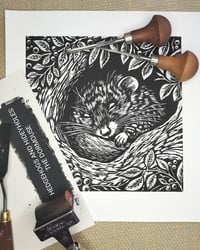 Image 1 of Hedgerow and Hideyholes: The Dormouse