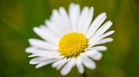 Daisy