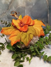 Image 4 of Harvest pumpkins