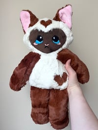Hazel the Siamese Cat