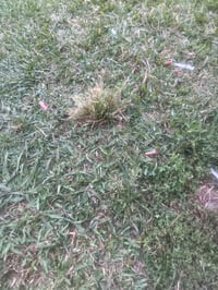 Homegrown Mississippi grass