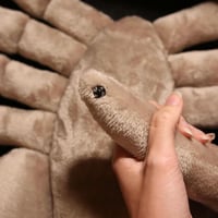 Image 4 of Facehugger (Lifesize!)