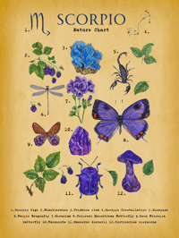 Image 2 of Scorpio Digital Art 