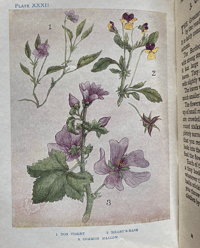 Image 5 of Flowers Shown to the Children