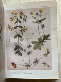 Image 7 of Flowers Shown to the Children
