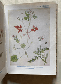 Image 6 of Flowers Shown to the Children