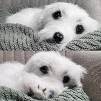 Image 2 of Handmade Wool Dog – Benni the White Fluffy Pup