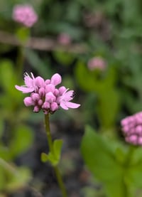 Image 2 of Seablush  (Shortspur Seablush)