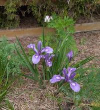 Image 5 of Oregon Iris  (Iris tenax)