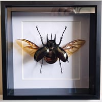 Deep Framed - Minor Atlas Beetle