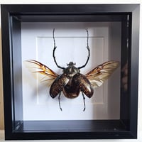Deep Framed - Long-Armed Scarab Beetle