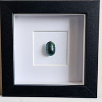 Image 1 of Framed - Emerald Cockroach (UNCOMMON)
