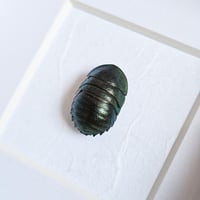 Image 2 of Framed - Emerald Cockroach (UNCOMMON)