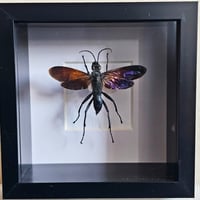Image 1 of Deep Framed - Tarantula Hawk Wasp