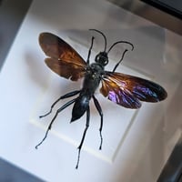 Image 2 of Deep Framed - Tarantula Hawk Wasp